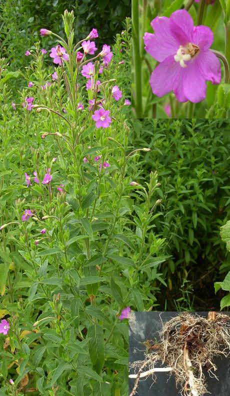 image of GREAT WILLOWHERB