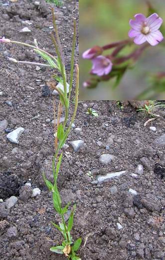 picture ud marsh Willowherb Epilobium palustre