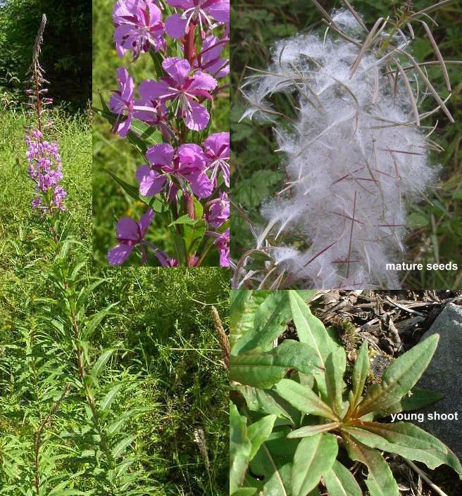 picture of ROSEBAY WILLOWHERB