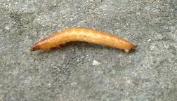 pictire of wireworm