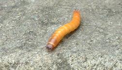 pictire of wireworm