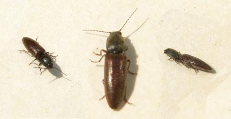 pictures of click beetles