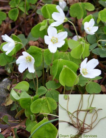 picture of WOOD SORREL