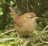 picture of a WREN click for more information