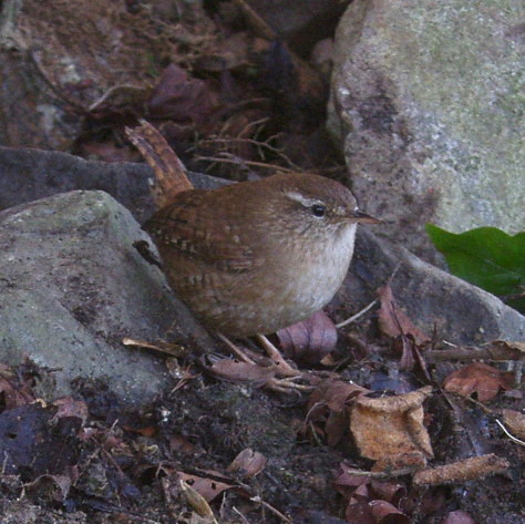 image of a Wren