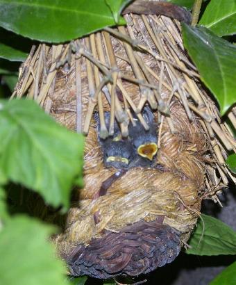 wren chicks