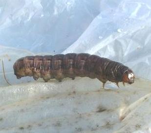 picture of large yellow underwing moth caterpiller