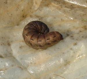 picture of large yellow underwing moth caterpiller